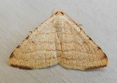 Taeniogramma octolineata