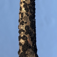 Cucurbitaria