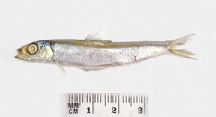 Spratelloides gracilis