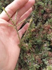 Melaleuca cyrtodonta