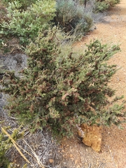 Melaleuca cyrtodonta
