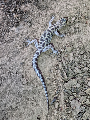 Granite Night Lizard, Xantusia henshawi