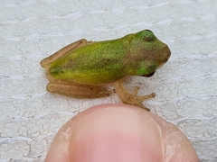 Litoria fallax