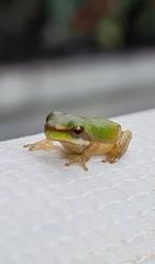 Litoria fallax