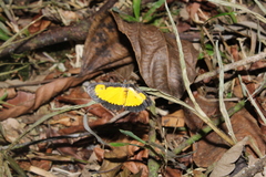 Xanthyris flaveolata