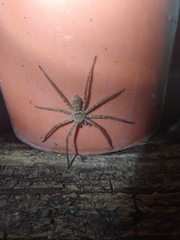 Heteropoda venatoria