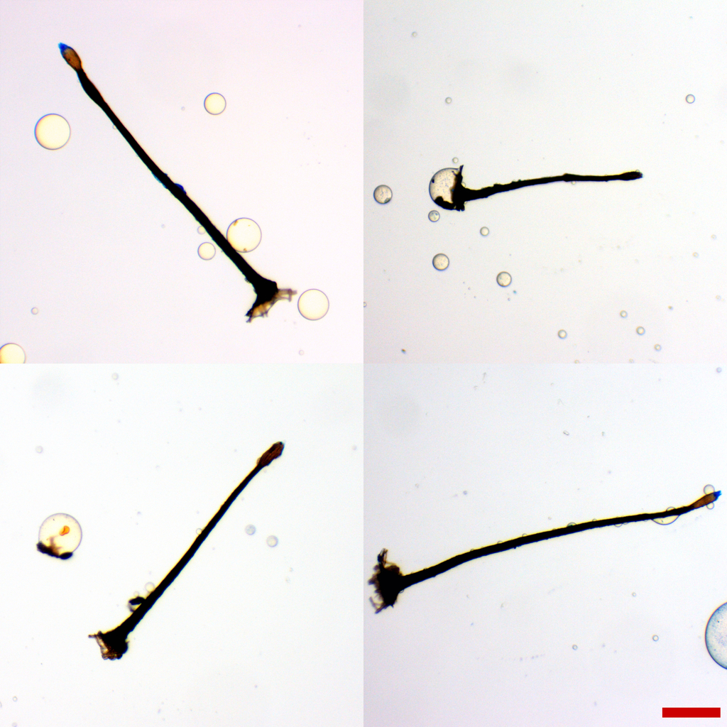 Leptoxyphium