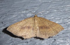 Epicyme rubropunctaria