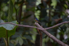 Cyornis glaucicomans