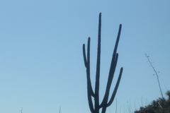 Cephalocereus macrocephalus