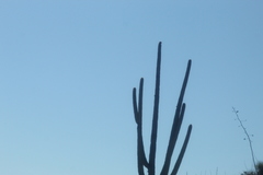 Cephalocereus macrocephalus