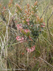 Vaccinium floribundum