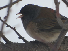 Junco hyemalis montanus
