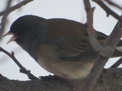 Junco hyemalis montanus