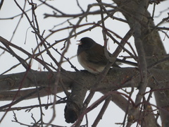 Junco hyemalis montanus