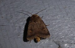 Proteuxoa tetronycha