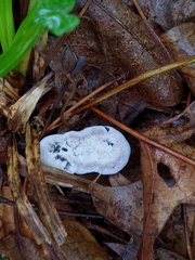 Phellodon niger alboniger
