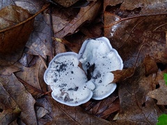 Phellodon niger alboniger