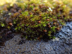 Schistidium maritimum