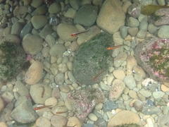 Forsterygion maryannae