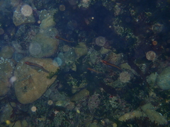 Forsterygion maryannae