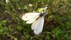 Pieris napi