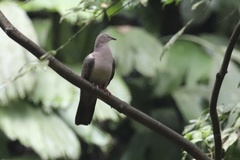 Patagioenas subvinacea