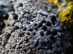 Rhizocarpon geminatum