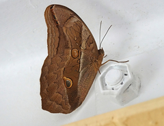 Eryphanis lycomedon