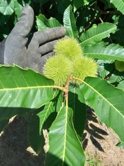 Castanea crenata