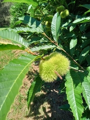Castanea crenata