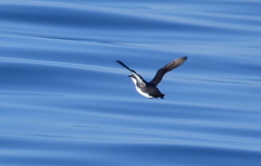 Synthliboramphus scrippsi