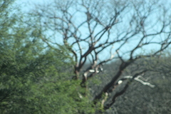 Bursera morelensis
