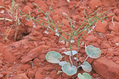 Eriogonum deflexum deflexum
