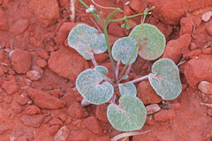 Eriogonum deflexum deflexum