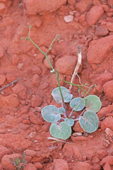 Eriogonum deflexum deflexum