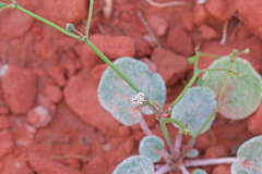 Eriogonum deflexum deflexum