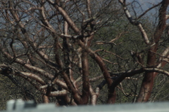 Bursera morelensis