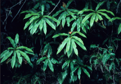 Oleandra neriiformis