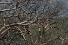 Bursera morelensis