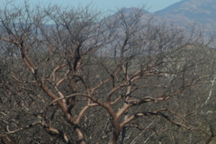 Bursera morelensis