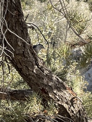 Sitta carolinensis aculeata