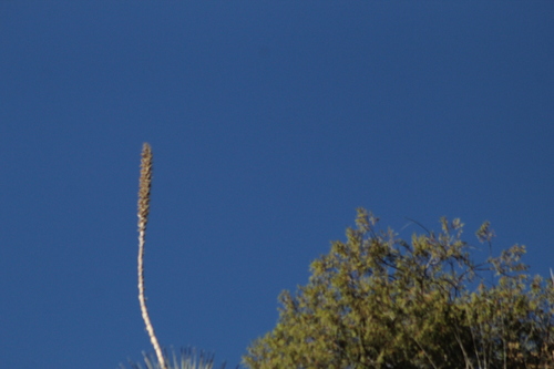 Dasylirion acrotrichum