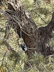 Sitta carolinensis aculeata