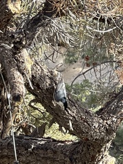 Sitta carolinensis aculeata