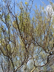 Parkinsonia texana macra