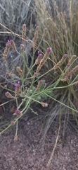Verbena intermedia
