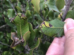 Stigmella prunifoliella