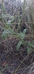 Verbena intermedia