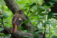 Phoenicurus auroreus